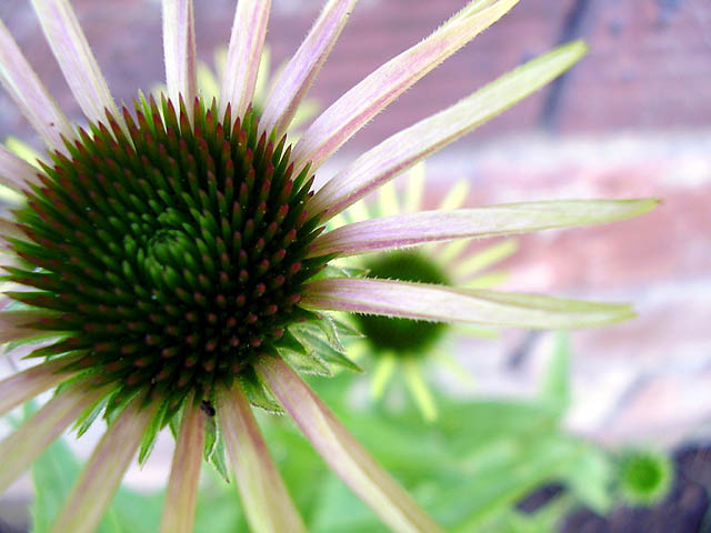 Makroaufnahme einer Blüte